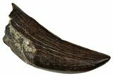 Serrated, Tyrannosaur (Nanotyrannus) Tooth - Montana #350371-1